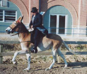 Gaited Mule